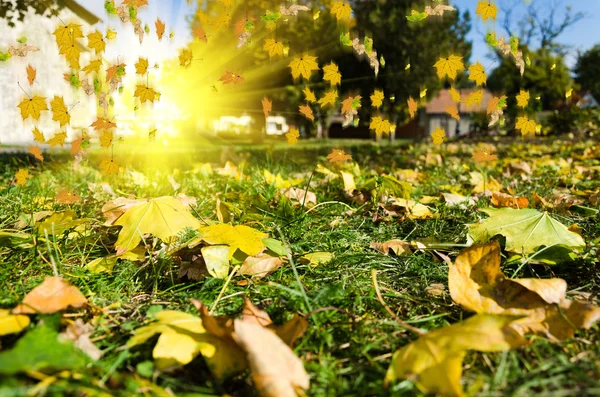 Frunze colorate în parcul de toamnă — Fotografie, imagine de stoc