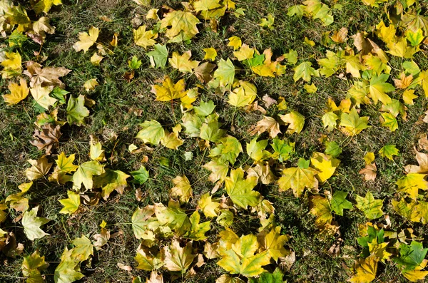 Kleurrijk gebladerte in het herfstpark — Stockfoto