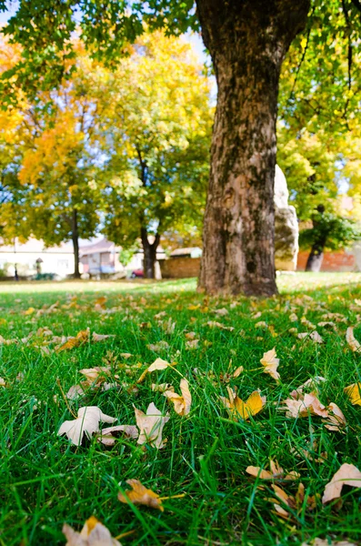 Colorido follaje en el parque de otoño —  Fotos de Stock