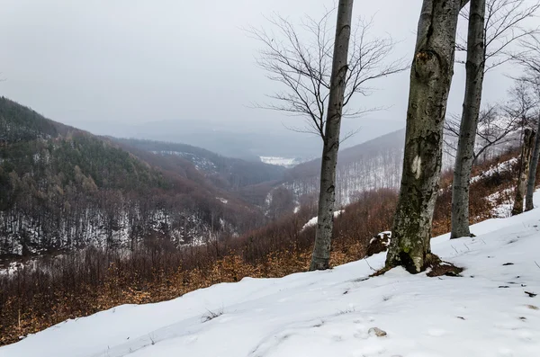 Winterlicher Hintergrund — Stockfoto