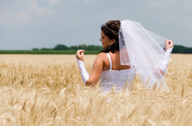 Gelin bir buğday arazi