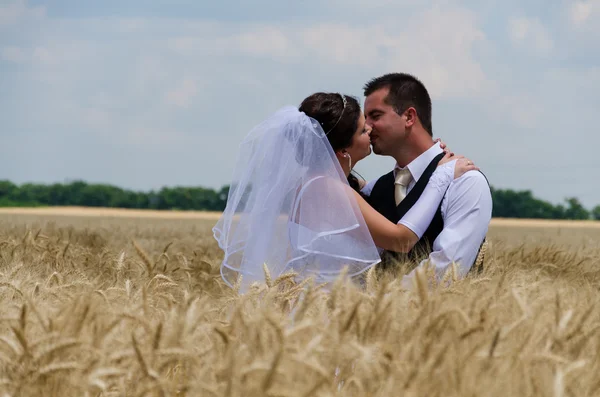 Wedding couple in a wheat land — Stock Photo, Image