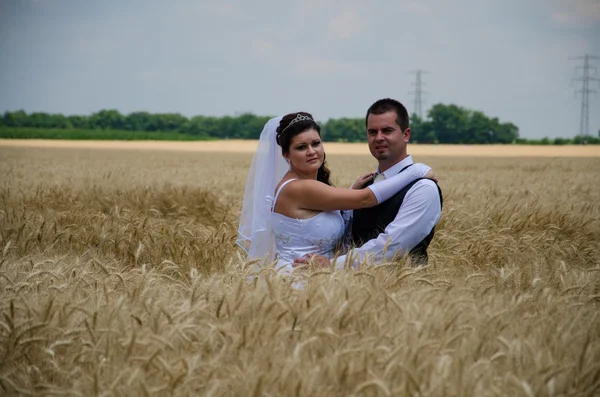 Wedding couple in a wheat land — Stock Photo, Image