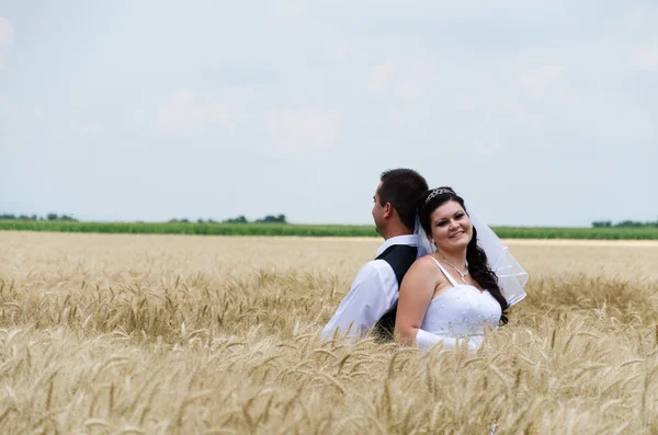 Wedding couple in a wheat land — Stock Photo, Image