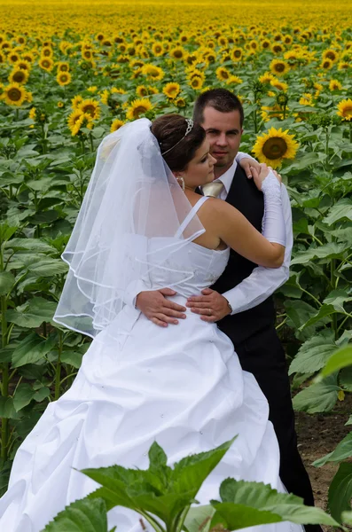 Wedding couple in sunflower field — Stock Photo, Image