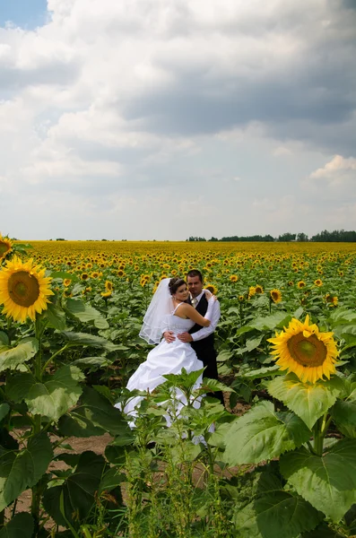 Wedding couple in sunflower field — Stock Photo, Image