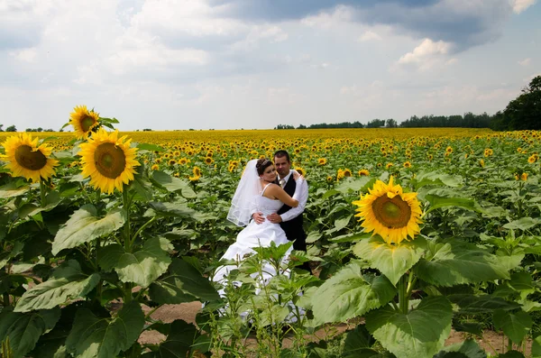 Wedding couple in sunflower field — Stock Photo, Image