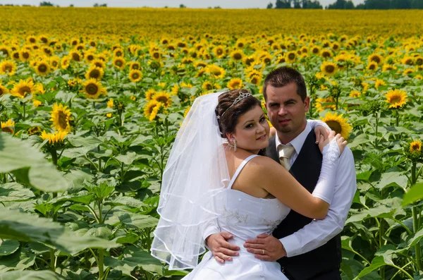 ひまわり畑での結婚式のカップル — ストック写真