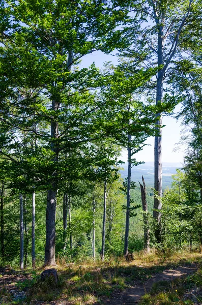 Pozadí lesa — Stock fotografie