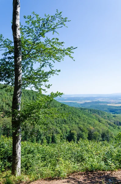 Pozadí lesa — Stock fotografie