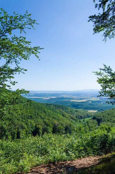 Sfondo della foresta — Foto Stock