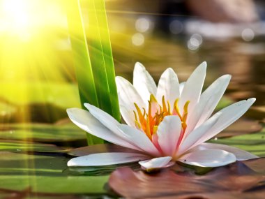 Lotus çiçeği.