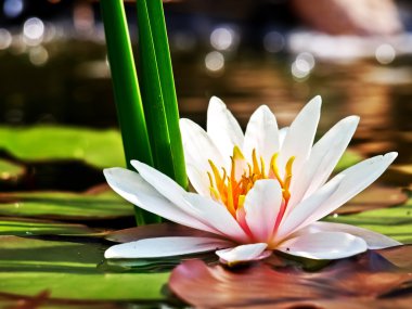 Lotus çiçeği.