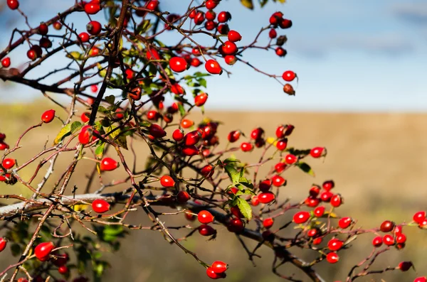 Rose hip — Stockfoto