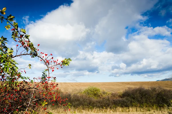 Rose hip — Stock Photo, Image