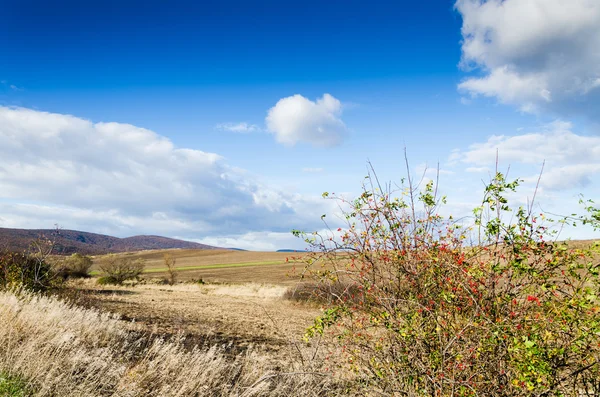 Brown field — Stock Photo, Image