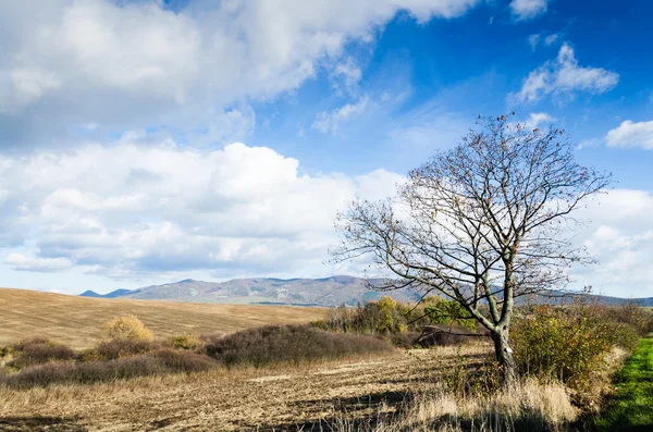 Brown field — Stock Photo, Image