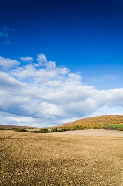 Коричневое поле и голубое небо — стоковое фото