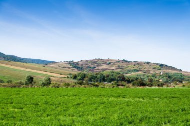 yeşil tarla ve mavi gökyüzü