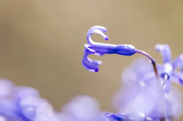 Sümbül çiçeği — Stok fotoğraf