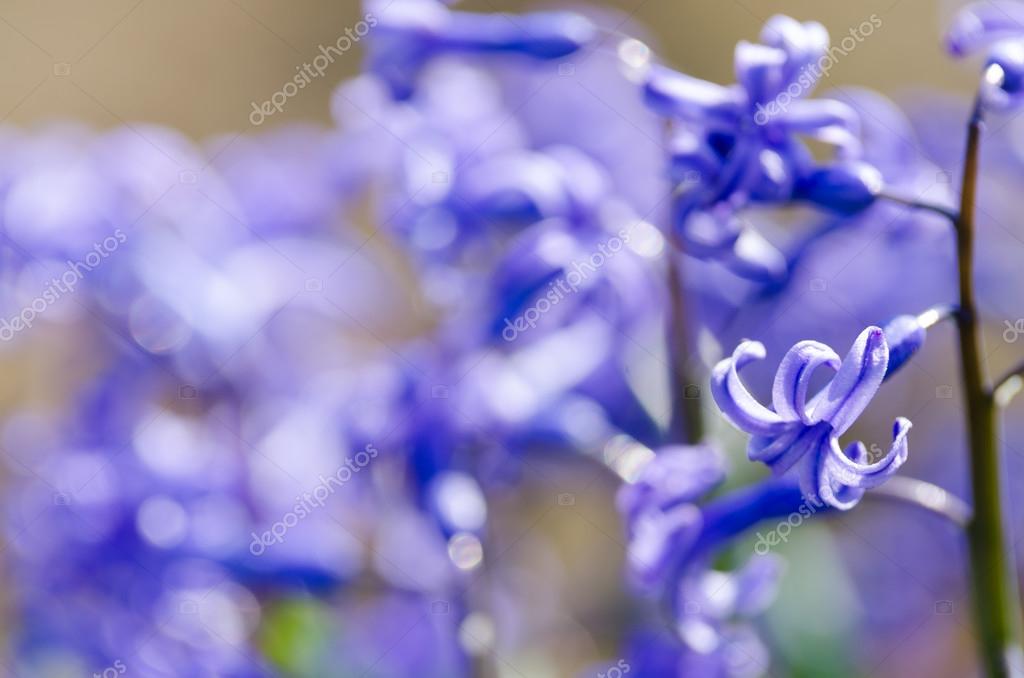 Fotos de Flor de jacinto, Imagens de Flor de jacinto sem royalties |  Depositphotos