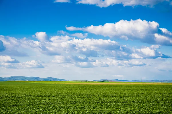 Grüne Wiese — Stockfoto