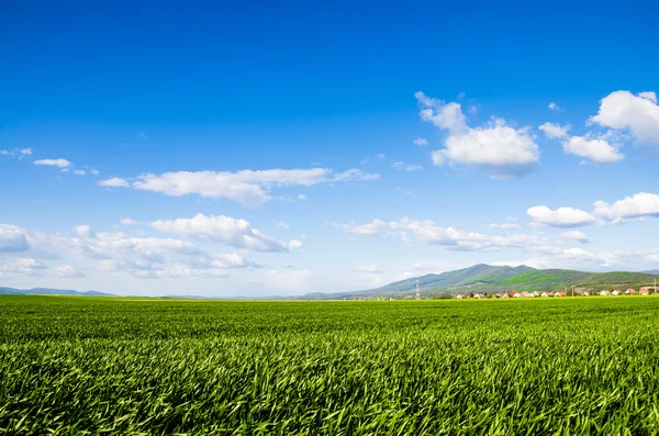 Grönt fält — Stockfoto