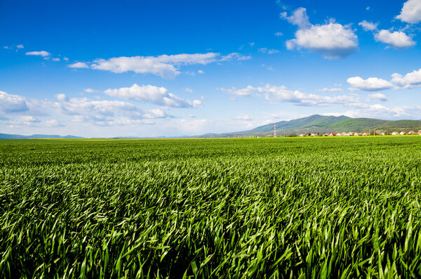 Green field