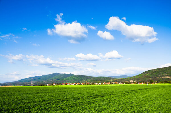 Green field