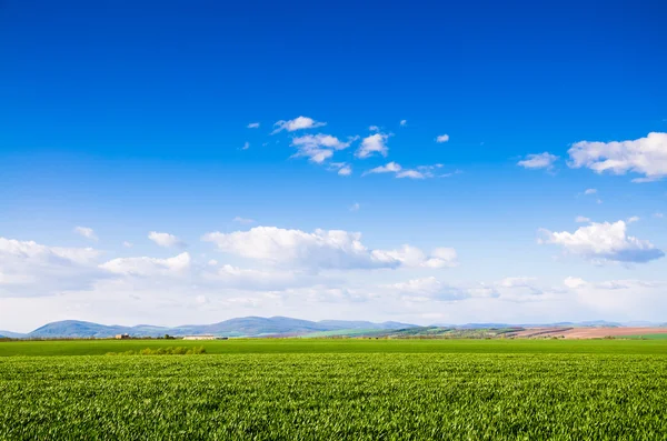 Campo verde — Foto de Stock