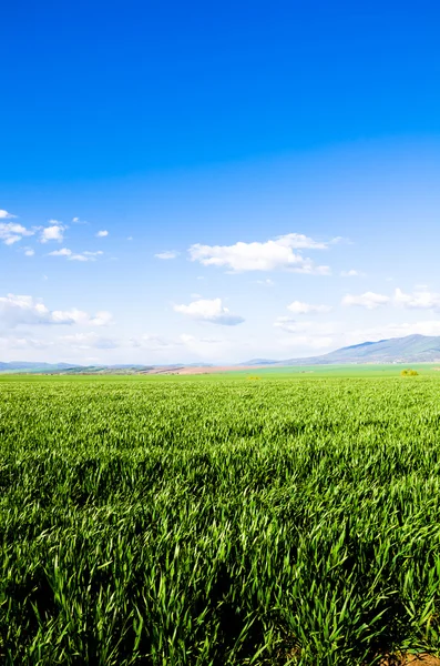 Campo verde — Foto de Stock