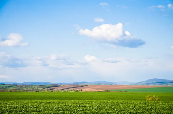 Grönt fält — Stockfoto