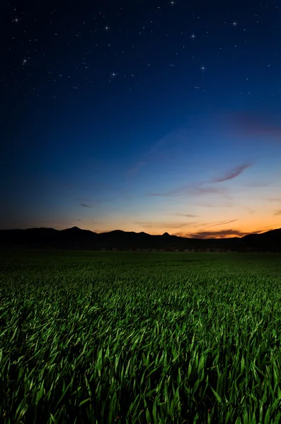 Campo verde — Fotografia de Stock