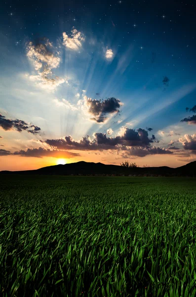 Grönt fält — Stockfoto