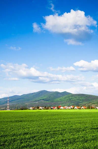 Green field — Stock Photo, Image