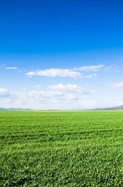 Campo verde — Foto de Stock