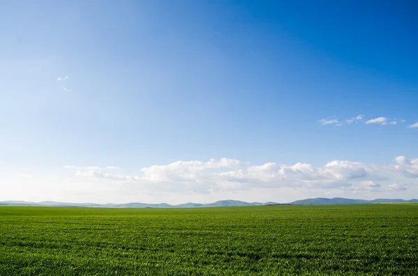 Campo verde — Foto de Stock