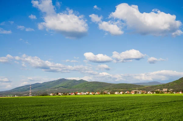 Green field — Stock Photo, Image