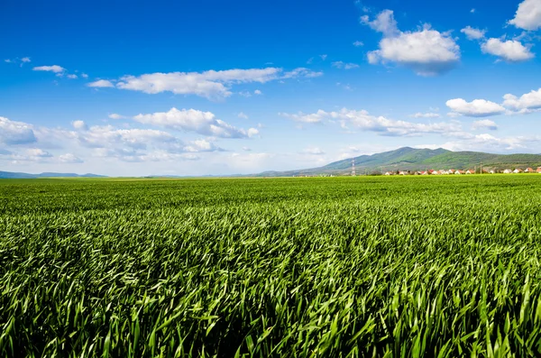 Grüne Wiese — Stockfoto