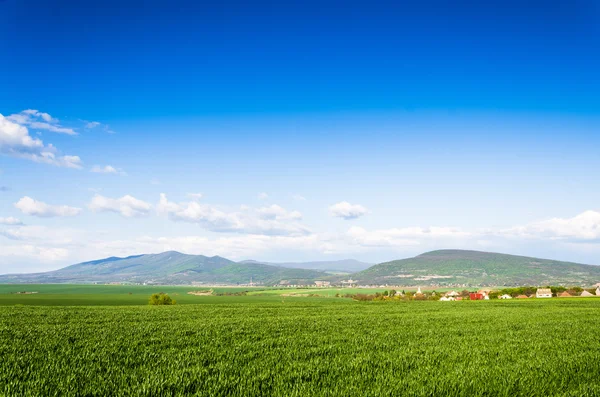 Green field — Stock Photo, Image