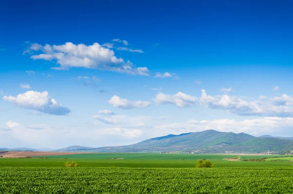 Grüne Wiese — Stockfoto