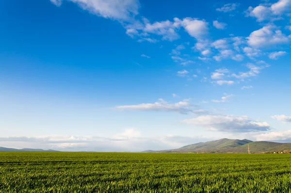 Green field — Stock Photo, Image