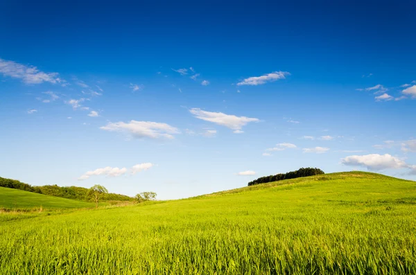 Grüne Wiese — Stockfoto