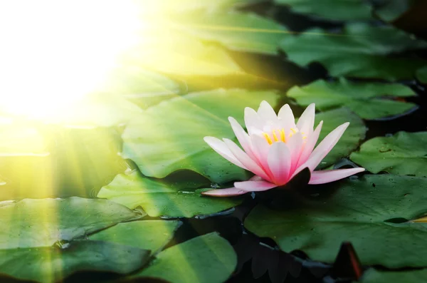 Flori de lotus fundal — Fotografie, imagine de stoc