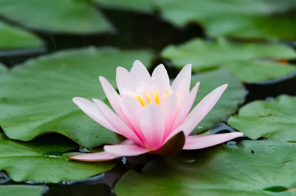Lotusblume Hintergrund — Stockfoto