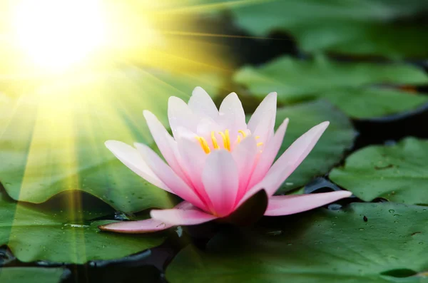 Lotus flower background — Stock Photo, Image