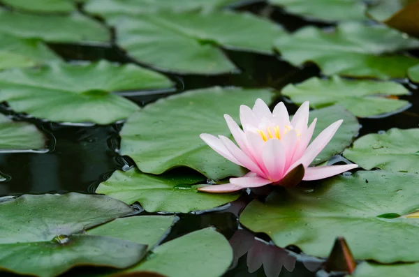 Fiore di loto — Foto Stock