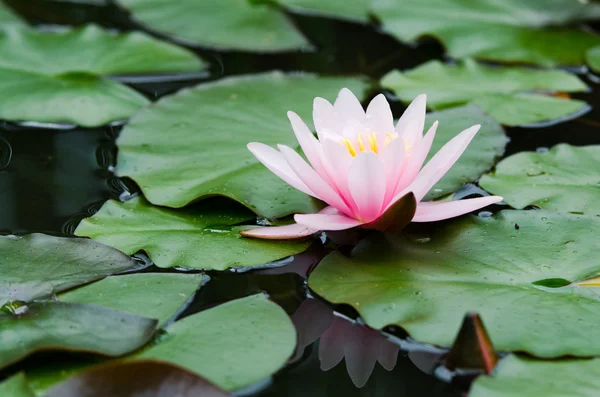 Lotus flower — Stock Photo, Image