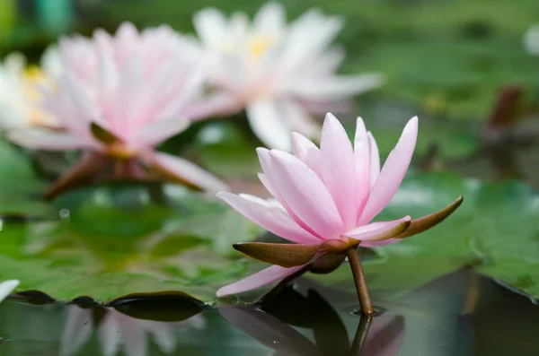 Lotus flower — Stock Photo, Image