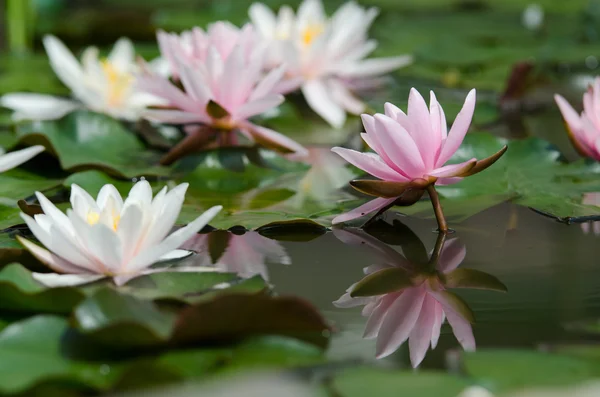 Lotus çiçeği. — Stok fotoğraf